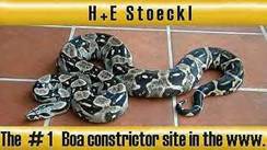 boa-constrictors