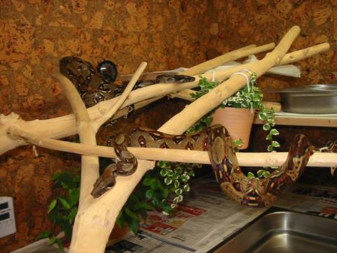 Boa C. Imp. Costa Rica Bild 5