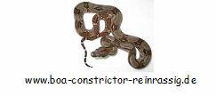 boa-constrictor-reinrassig