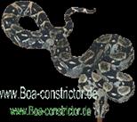 boa constrictor